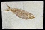 Detailed Fossil Fish (Knightia) - Wyoming #165786-1